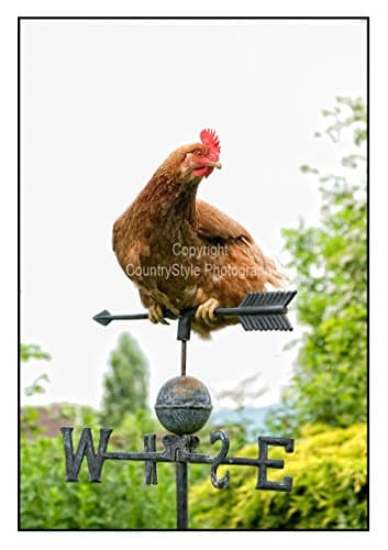 Chicken Hen Greeting Card Notelets - 5 individually cellophane wrapped A6 cards with envelopes - A Woman's Work is never Done