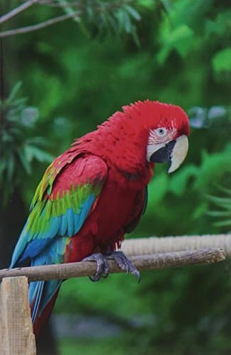 Macaw Parrot vol.1 Notebook & Journal. Productivity Work Planner & Idea Notepad: Brainstorm Thoughts, Self Discovery, To Do List