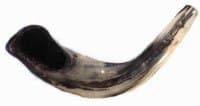 Ram Horn Shofar (15-17 Inches)