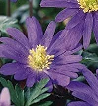Anemone Blanda Blue x60 Bulbs