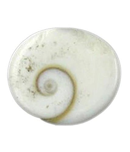 White Gomti Chakra Natural Standard
