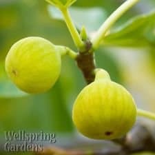 FIG FRUIT TREE Yellow Long Neck Common Edible Fig LIVE PLANT Ficus carica