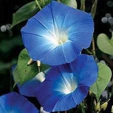 10 Giant Moonflower Seeds Blue.