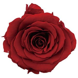 Preserved Red Rose Head Pack of 6