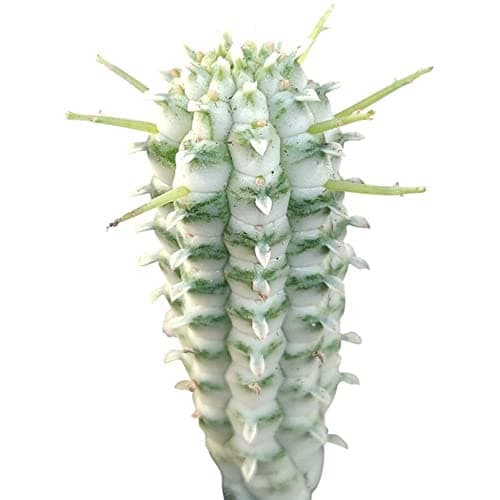 Variegated Corn Cob Cactus (2 inch) - Cactus Gift Ideas - Rare Live Healthy Unique Cactus for Home Office Decoration