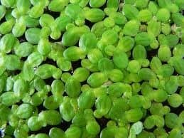 5 Cups Live Duckweed (LEMNA Minor)