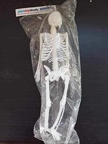 planmystudy human skeleton model-3d useful for laboratory,school,tuition,guidance classes-Multi color