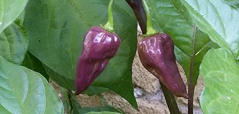 Seeds Chilli-BHUT JOLOKIA Purple