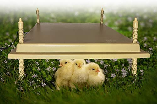 Titan Incubators HIGH LEG Chick Brooder Hen Special Model 40x50
