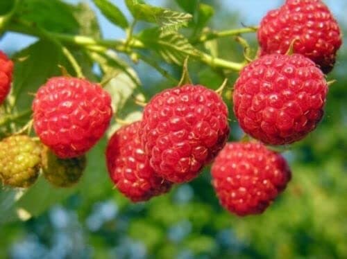 Live Plants 6 x Raspberry Polka Bare Root Cane - Bare Root Raspberry Runner - Fruit Plant by DR.SPOCK