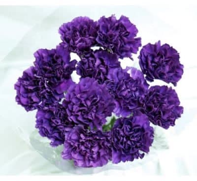 140 Fresh-cut Moonshade Purple Carnations (advance ordering recommended)