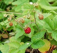 Fragaria vesca - Wild Strawberry - 10 Seed