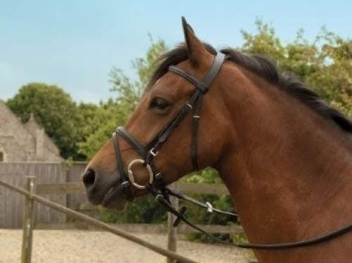 Windsor EquestrianHorses Leather Bridle  Black  Full