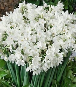 Ziva Paperwhites - 10 bulbs