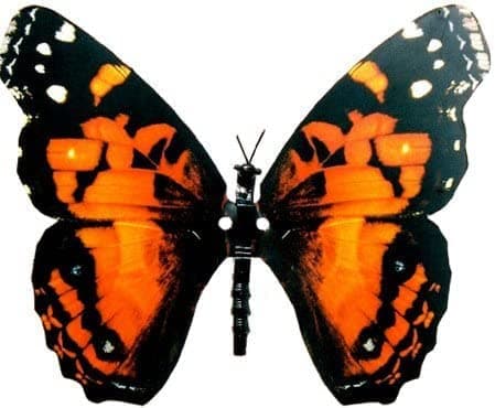 American Painted Lady Moving Butterfly