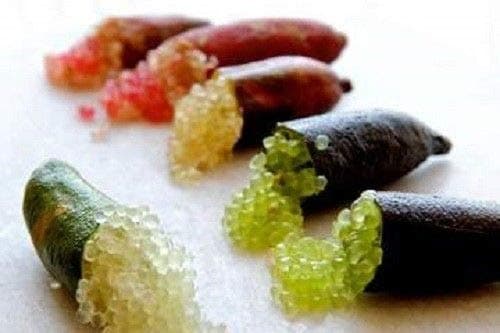 Heirloom Finger Lime Tree Mix 20 Seeds
