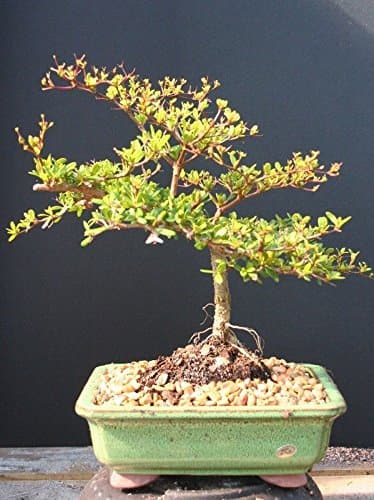 Indoorbonsaiexotics Dwarf Black Olive Bonsai Tree