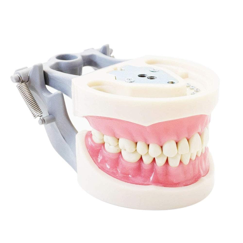 Teaching Study Dental Typodont Teeth Model 200 Type Kilgore Nissin Removable Tooth