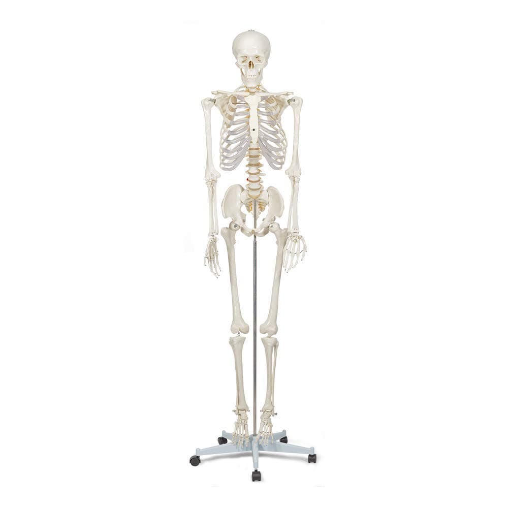 Elementary Anatomy Skeleton – Life-Size Human Skeleton | Removable Arms, Legs & 3-Part Skull | Movable Base | Skeletal & Muscular Anatomy Posters Included