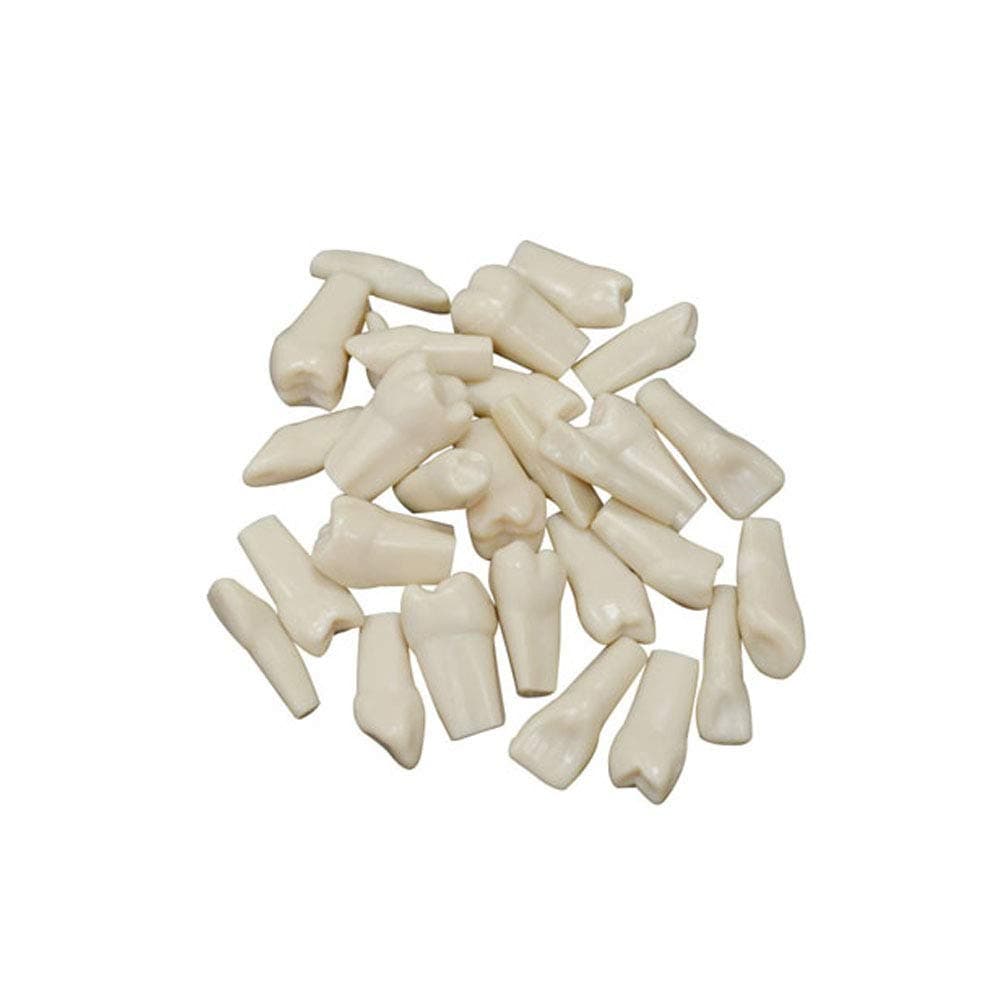 DTech 32pcs Removable Teeth Piece for Typodont Teeth Model Compatible with Kilgore Nissin for Teaching, Study