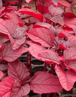500+ Red Amaranth Heirloom Vegetable Seeds