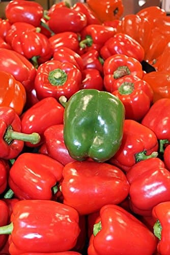 Bell Pepper Gloria Seeds - Capsicum annuum -