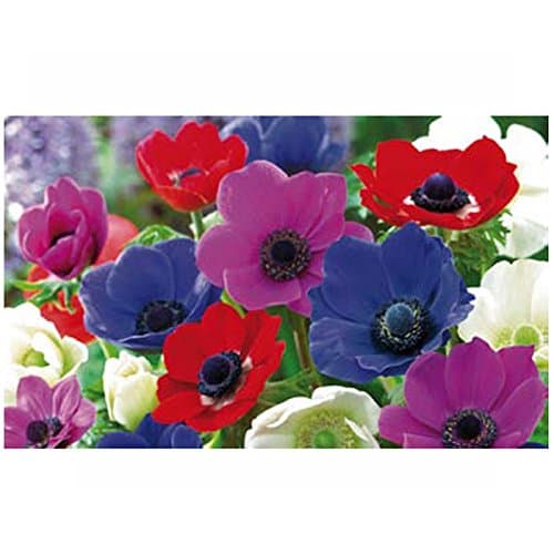 A to Z Anemone de Caen Mixed 30 Bulbs, Multi-Colour, 9 x 23 x 16 cm