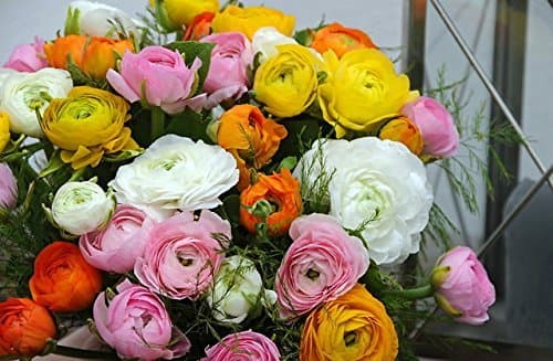 Persian Buttercups Ranunculus 10 Bulbs