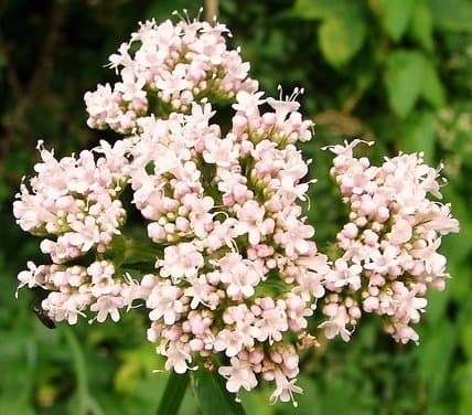 Valerian Seeds - Valeriana officinalis -