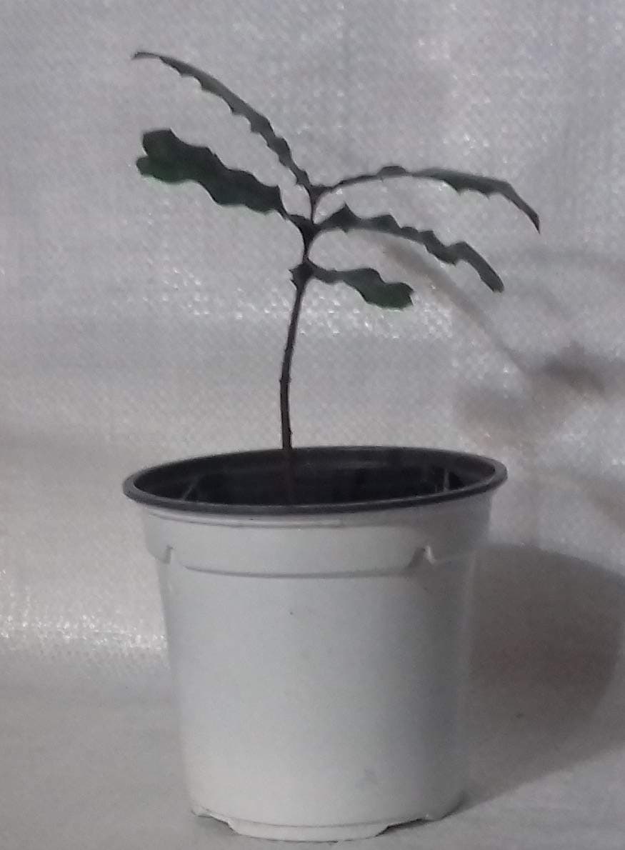 Macadamia Nut Tree in a 13cm. Rigid Pot.