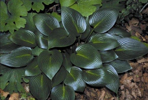 Hosta 'Devon Green' : Well Established: Container Size: #1