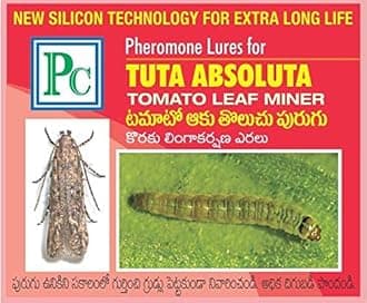 Pheromone Trap with Tuta absoluta Tomato Leaf Miner Pheromone Lure (25)