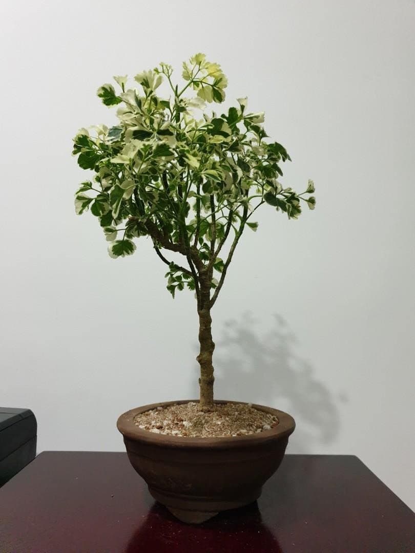 The Entacloo Aralia Plant (KH-037)