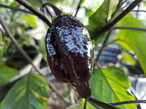 Black Betty Pepper 10 + Seeds