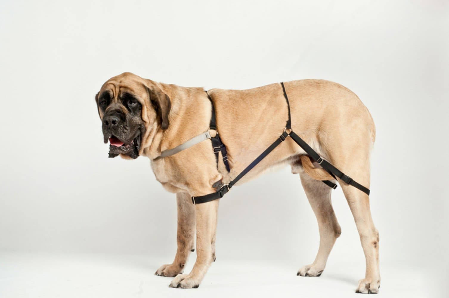 Jump Stop No Jump Dog Harness, Medium M1 (Silver)