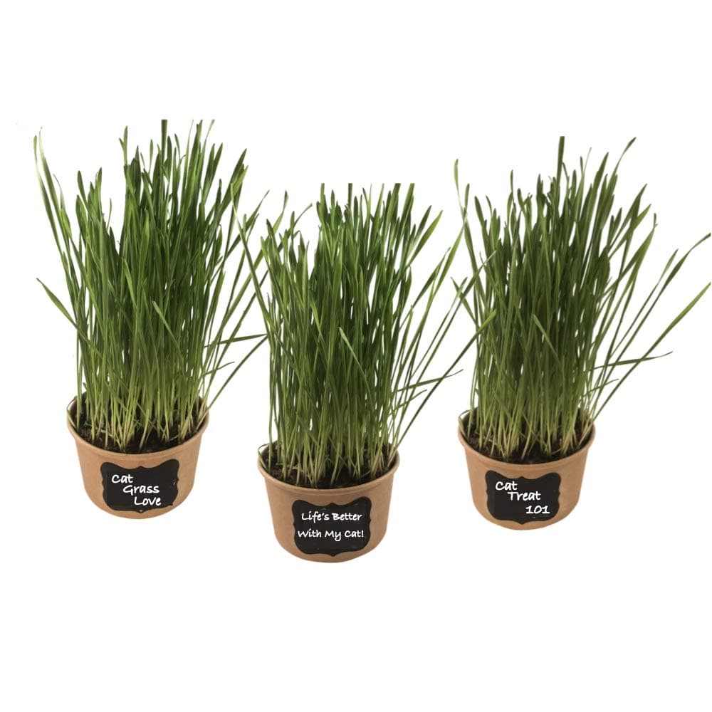 Easy Cat Grass Kit (3 Pack) Just Add Water. Includes Certified Organic Non GMO Wheatgrass Seed, Fiber Soil, Cups Chalkboard Labels. Your Pets Will Love This