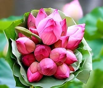 Orginal Variety Guarante Blooming ''ULTIMATED THOUSAND Petal Double Lotus'' Live Plant (TUBER/Root) With in 30 Days BIG Hybrid Water Lotus For OutDoor & Indoor(1000 Petal)