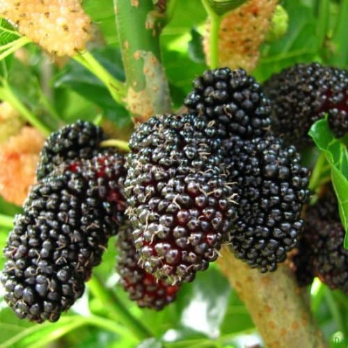 Mulberry Dwarf Everbearing Price Includes Four (4) Plants Includes 'Hello Organics' Plant Tags