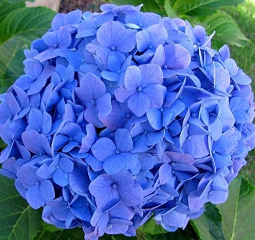 GREENLIVE TRADERS Hydrangea Blue Live Plant