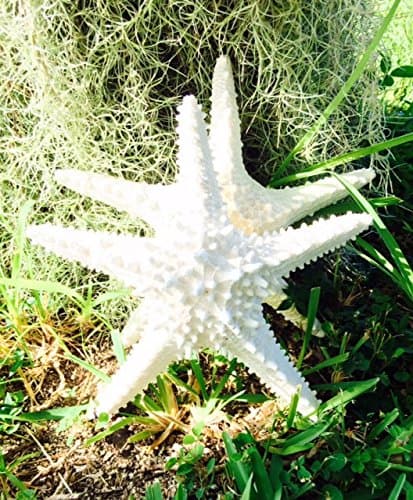 Knobby White Starfish (2) Large 10-12"