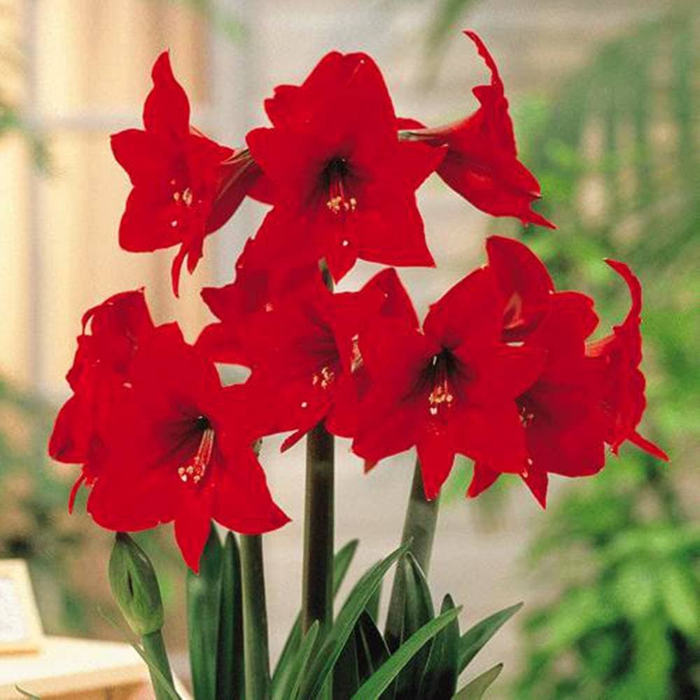Amaryllis Rapido - 4 Flower Bulbs