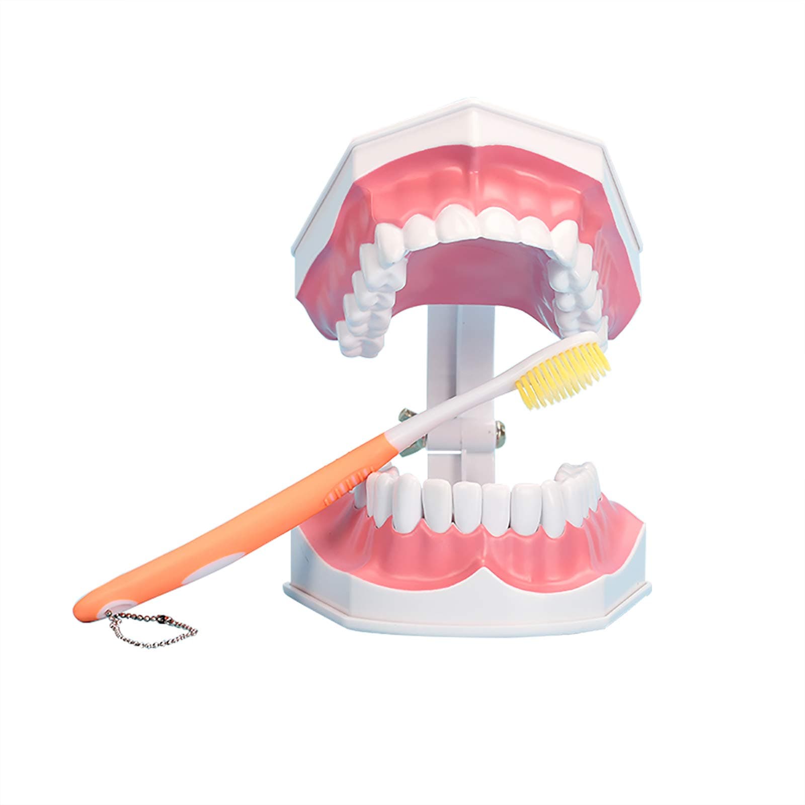 Large Dental Teeth Model,YOUYA DENTAL Teaching Study Brushing Tooth Model Tools with Toothbrush & Removable Lower Teeth for Kids Oral Care Teaching