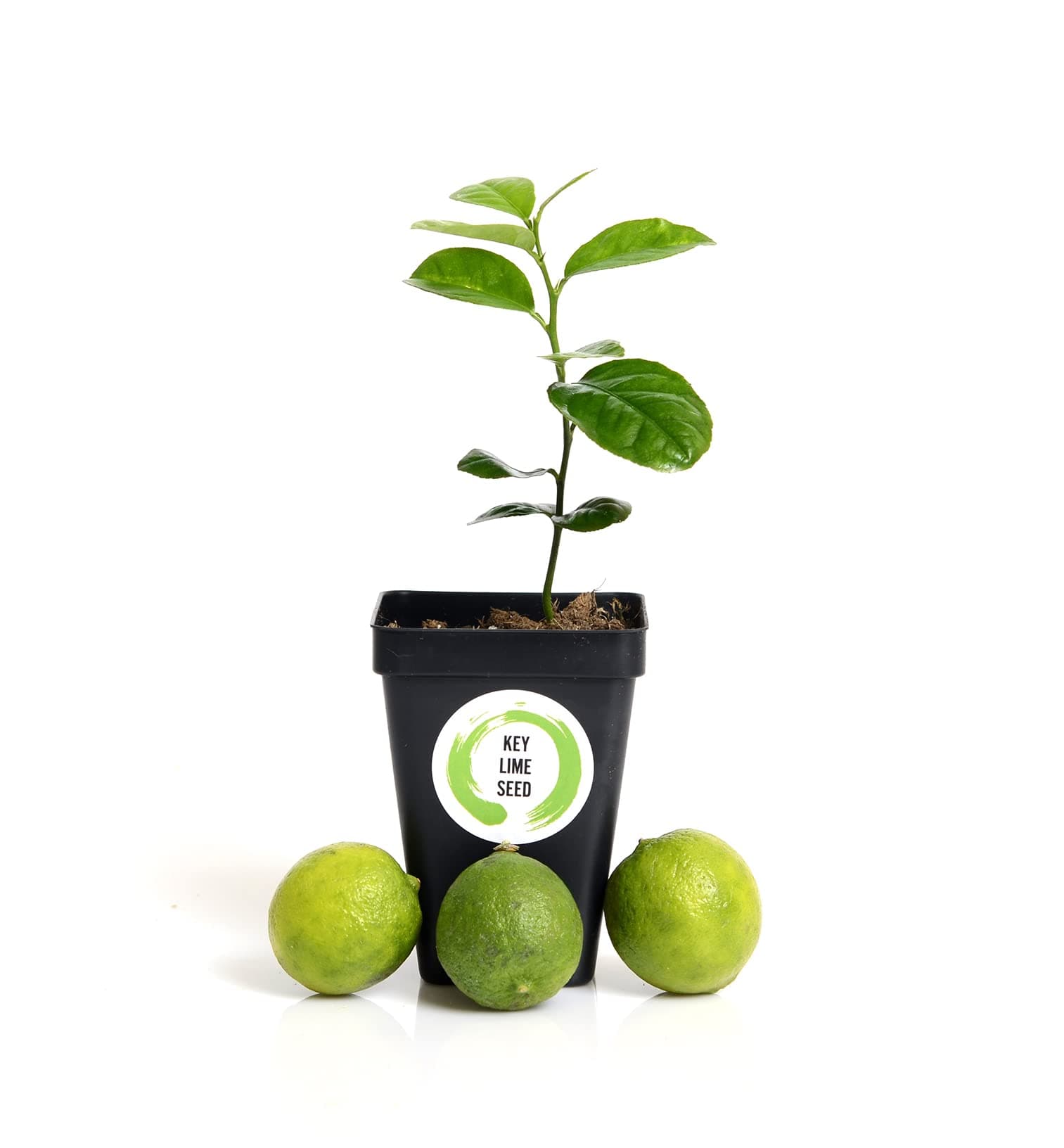 Key Lime Tree Starter Plant . Citrus aurantifolia. 3” - 5”
