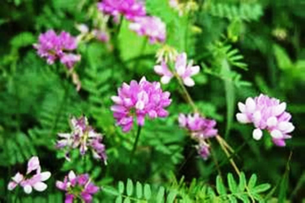 Crown Vetch Seed - 1 lb Bag