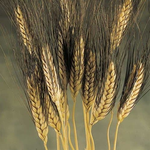 Dried Wheat Grass Bundles Black Bearded - 1/2 Pound, Approximately 50 Stems 29" Tall