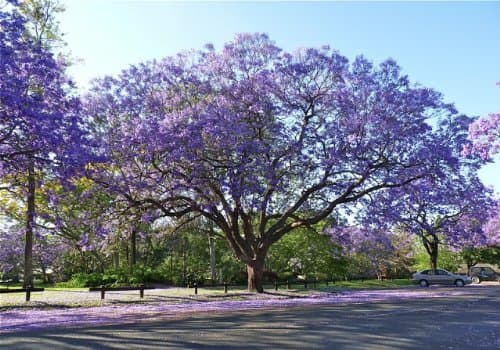Live Purple Jacaranda Tree (1 Gallon), Flowering Trees