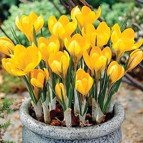 25 Crocus " Goldilocks" fall planted bulb, is a wonderful Crocus golden-yellow.