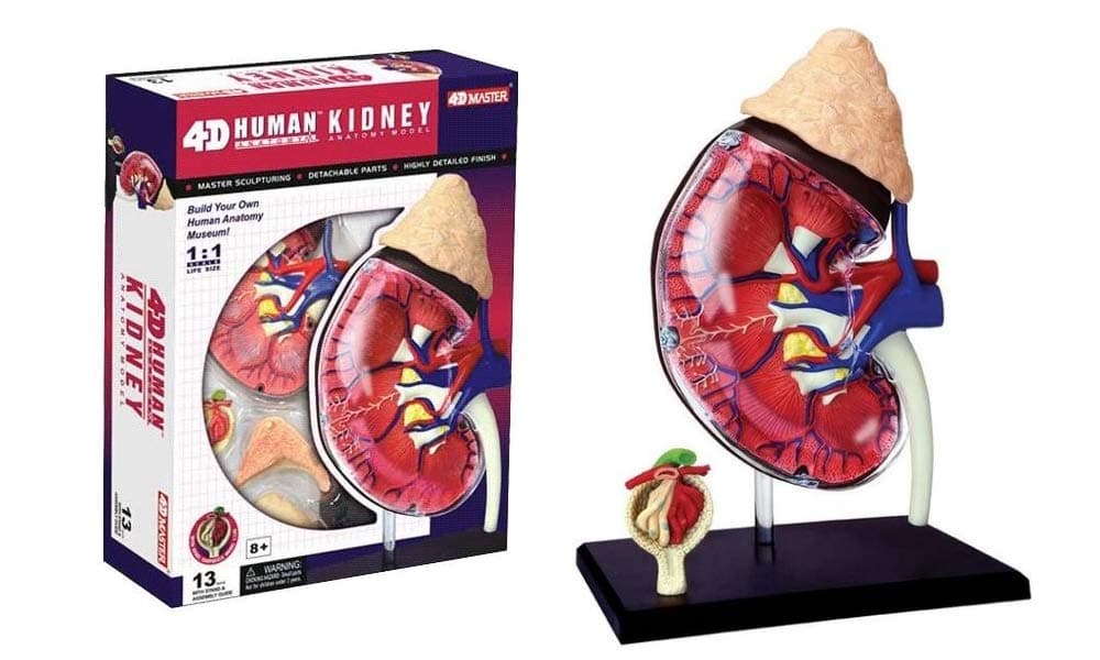 4D Master Human Anatomy Kidney Model Kit, One Color