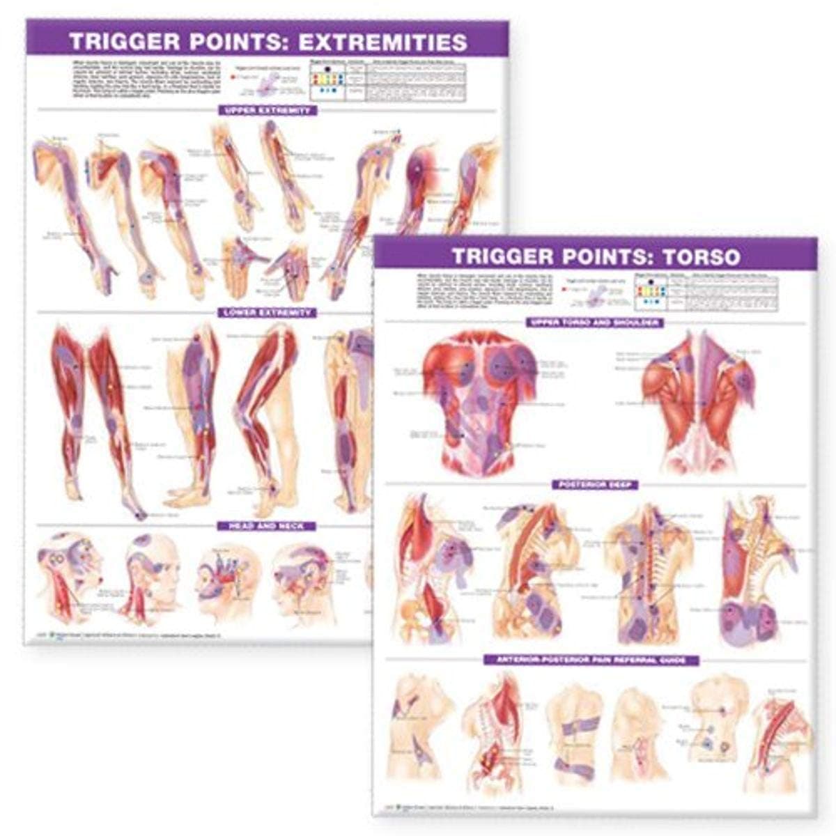 Trigger Point Chart Set: Torso and Extremities