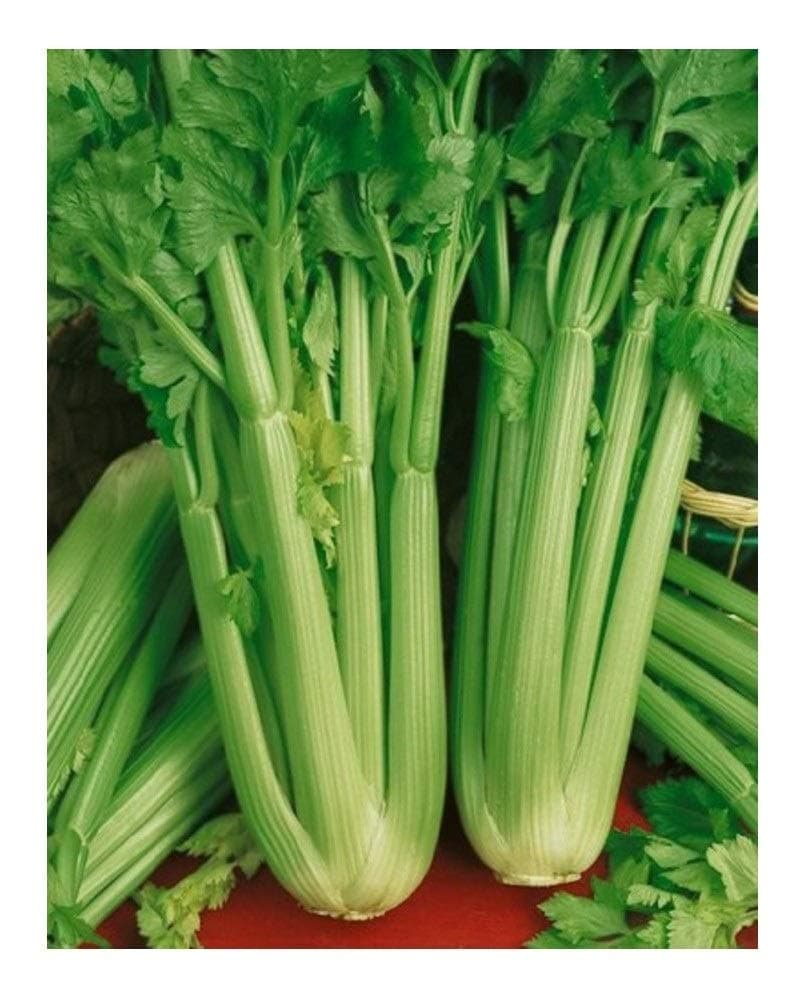 Celery - Utah 52-70 - 200 (Organic)